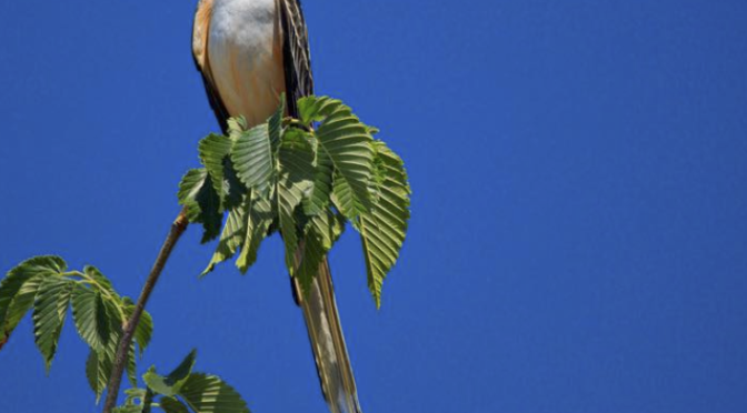 Scissor-tailed Flycatchers have been spotted in NC